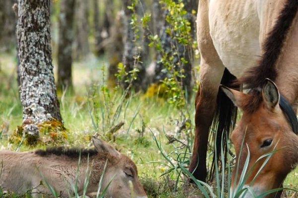 Cria przwalski